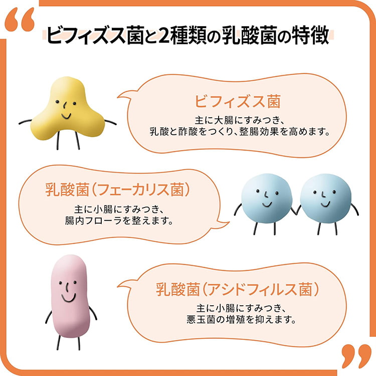 新ビオフェルミンSのビフィズス菌と2種類の乳酸菌の特長